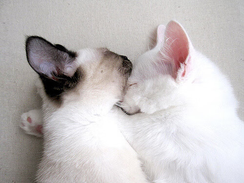 爱游戏体育平台-_马刺耐力致胜，加时赛剧震全场_，马刺试训2021