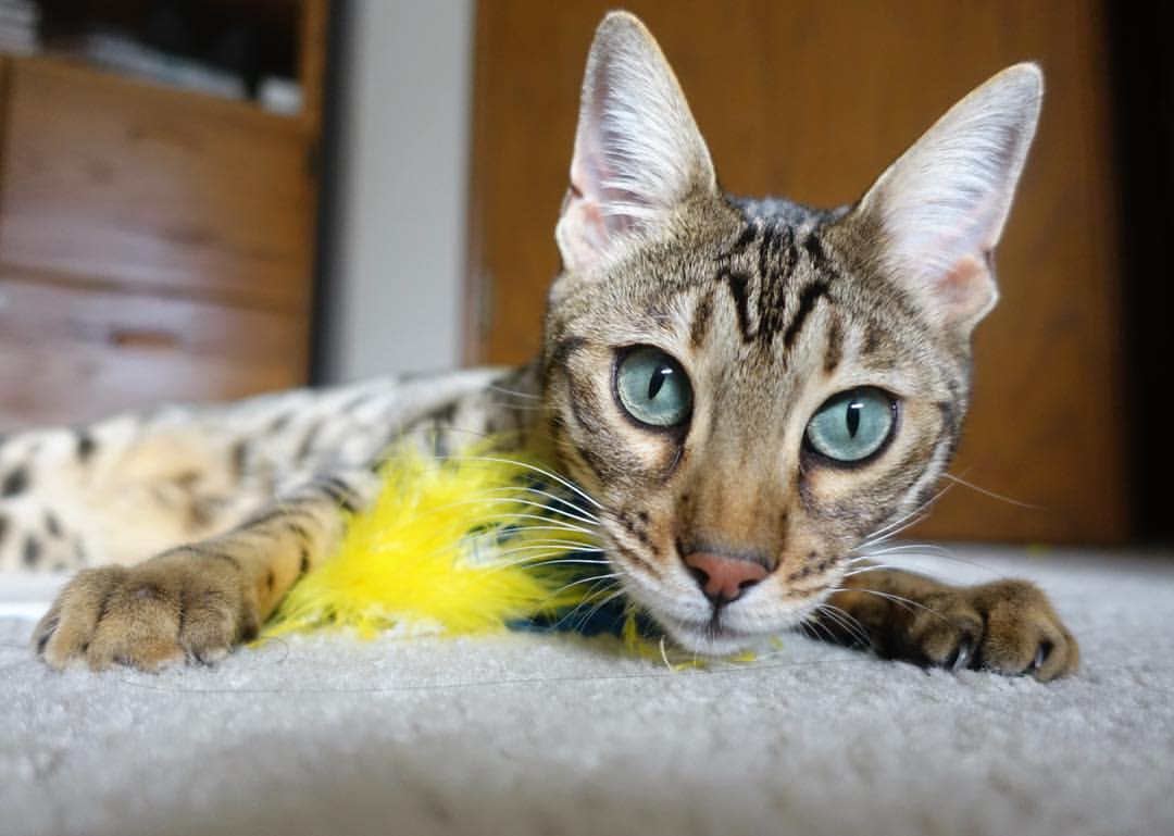 【观众体验】未来棒球赛场的科技革命，棒球大赛