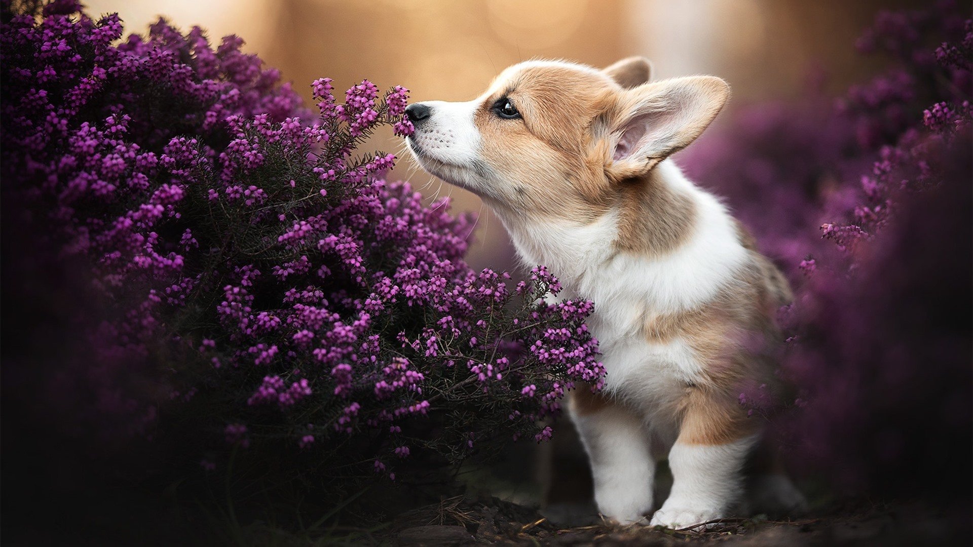 德甲创新比赛规则,提升比赛节奏和精彩程度,德甲创新比赛规则,提升比赛节奏和精彩程度