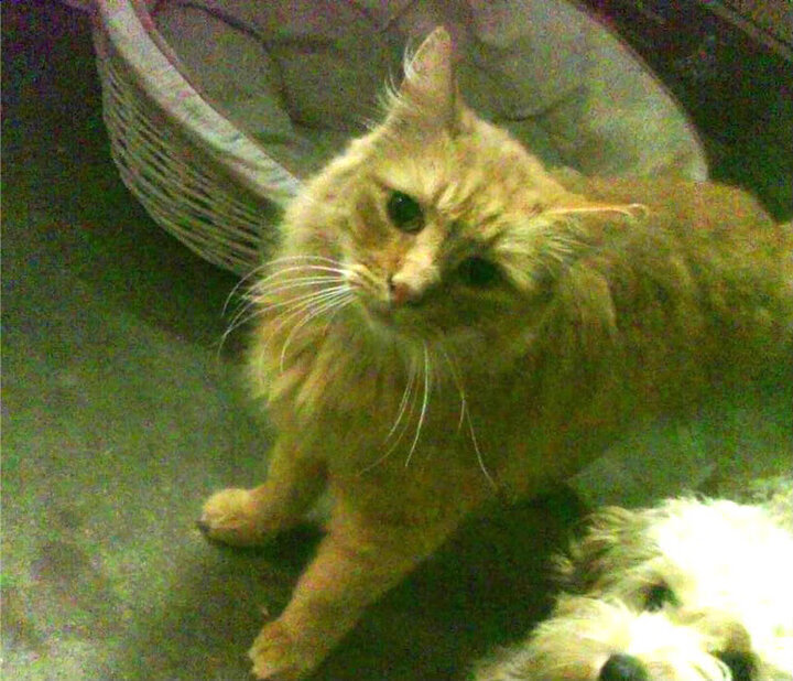 RNG战队夏季赛集训开启，备战形势严峻，rng夏季赛被淘汰了吗