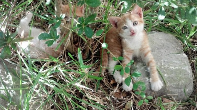 爱游戏-中国足球青训合作项目不断深化，中国足球青训体系是什么