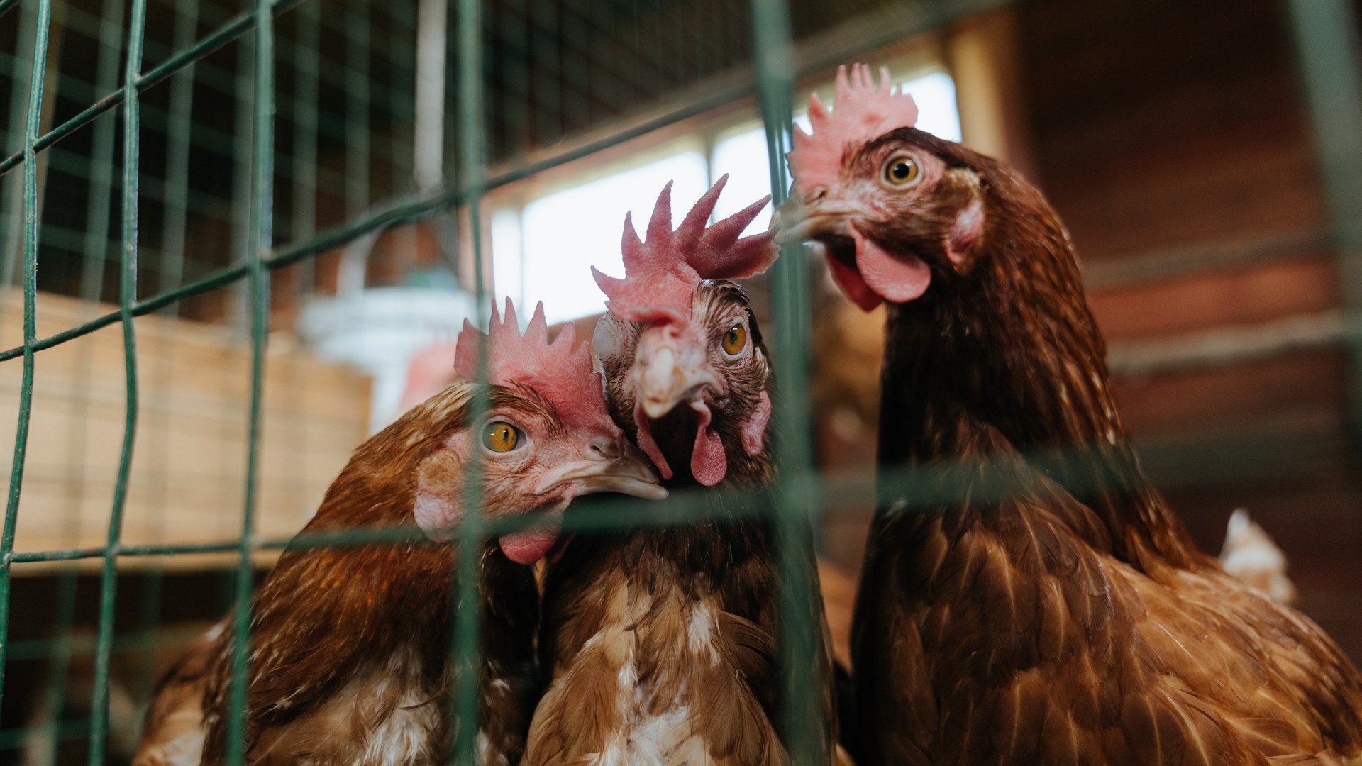 AYX体育-俄罗斯女足头号射手入选全明星阵容，俄罗斯足球射手