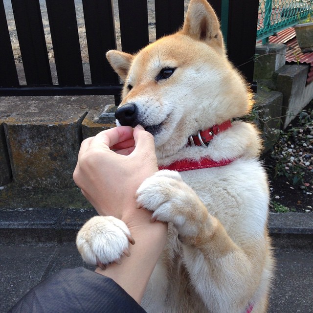 爱游戏-墨西哥国家队连胜，南美杯赛晋级希望大增，墨西哥球队参加南美解放者杯