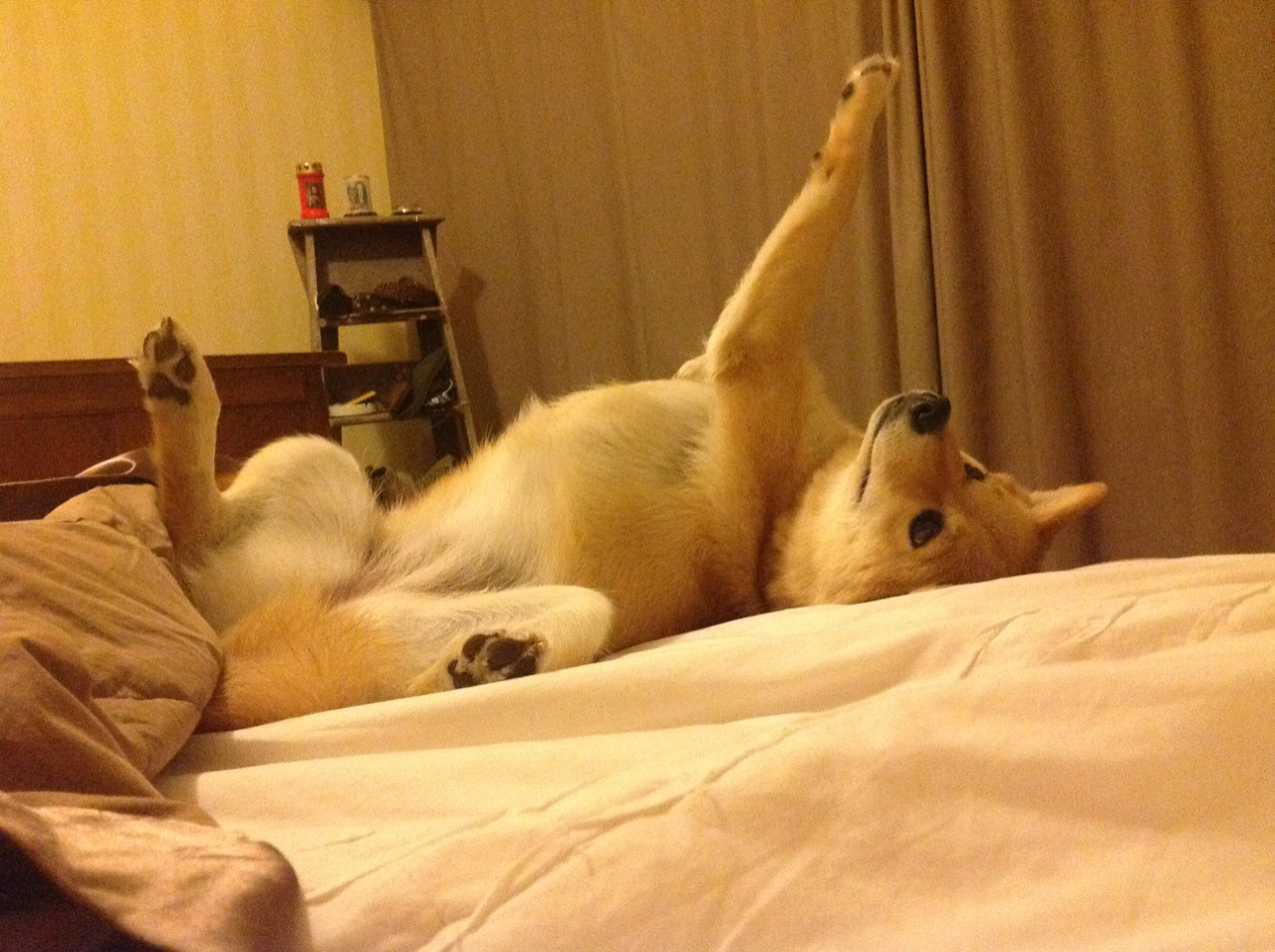 墨西哥城队主帅呼吁规则改革,墨西哥队怎么样球员