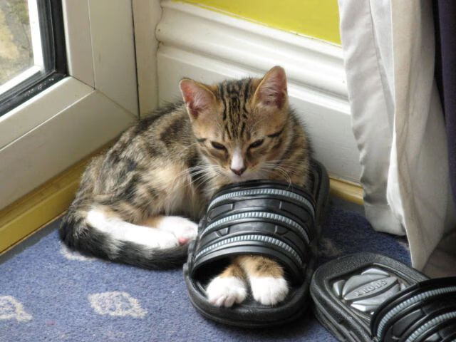 法国顶尖球队实力强大，让球迷心情高涨，法国球队排第几