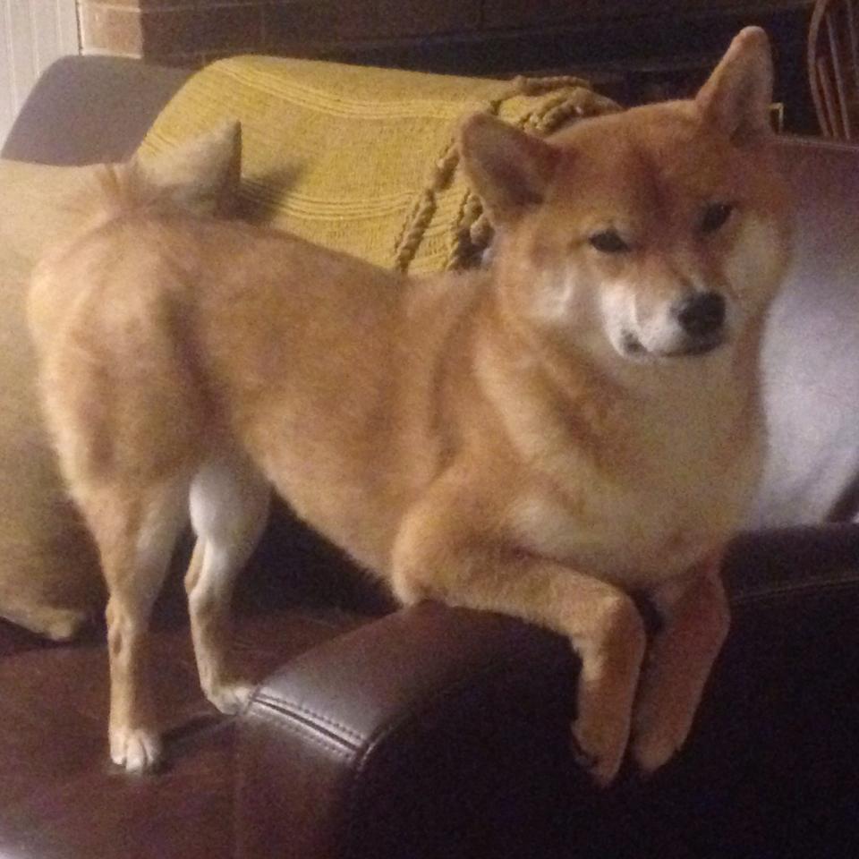 爱尔兰女足选手实力出众,挑战劲敌取胜,爱尔兰足球队名单