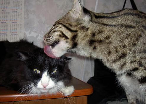 花样百出！国内足球赛事节节高潮，播放国内足球