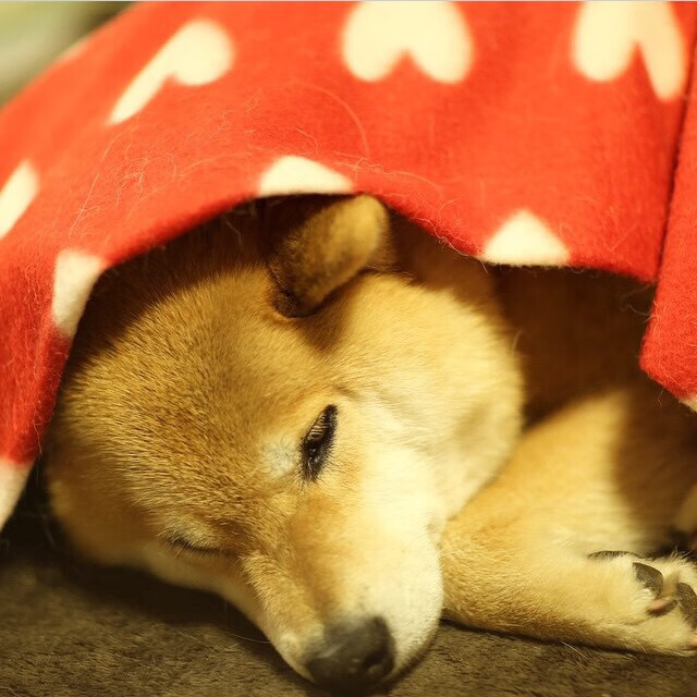 顶尖球队力阻对手,占据绝对优势,球队实力定位