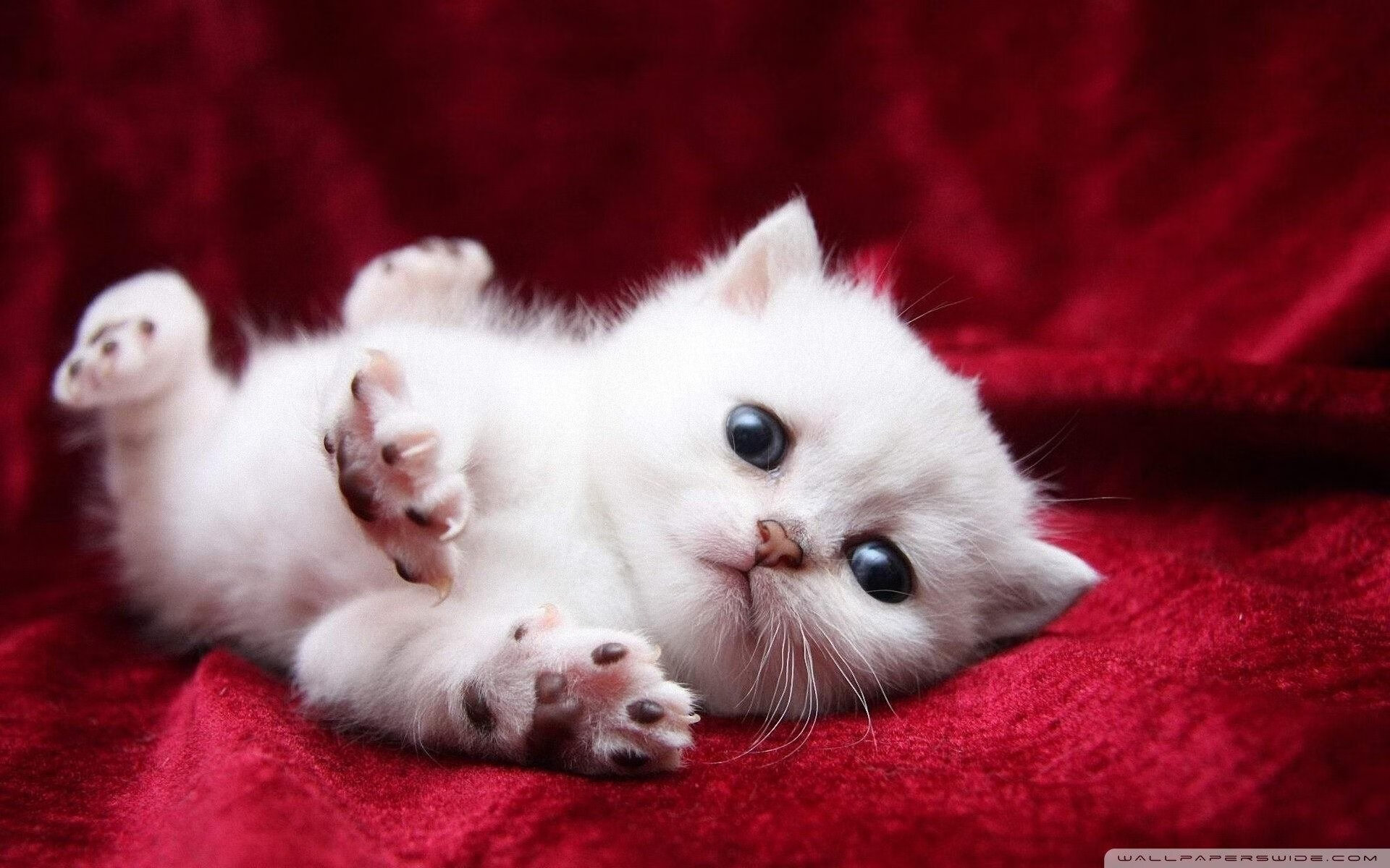 世界级蛙泳划水深度对比图,蛙泳世界冠军速度