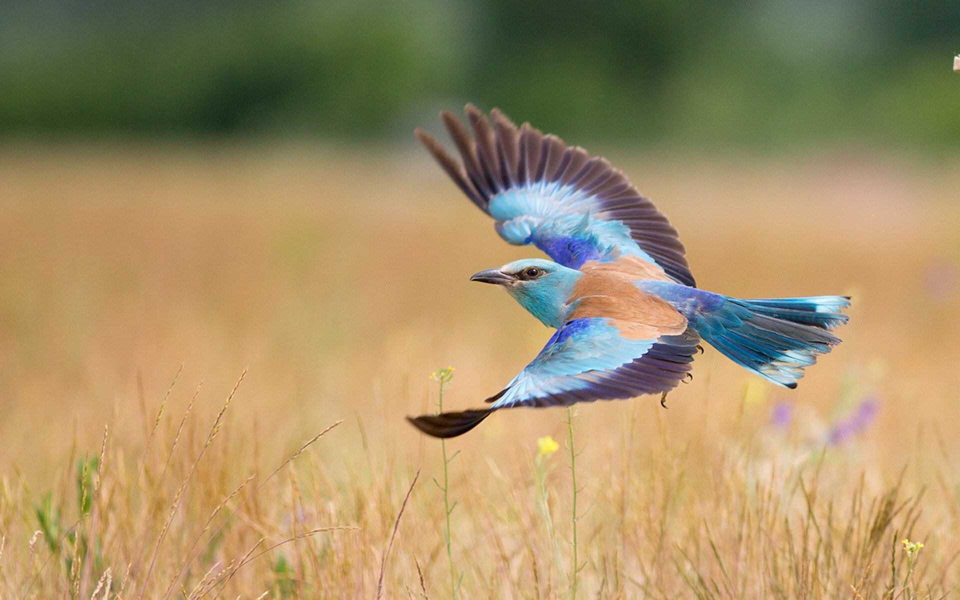 爱游戏中国官方网站平台-美国队赛制深度分析：团体赛制下如何运用换人策略，美国队落选赛