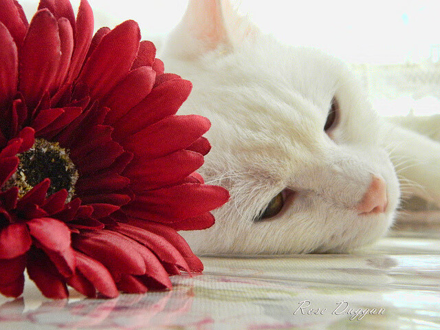 高校体育教研成果纳入国家课题评选体系,高校体育科研课题题目