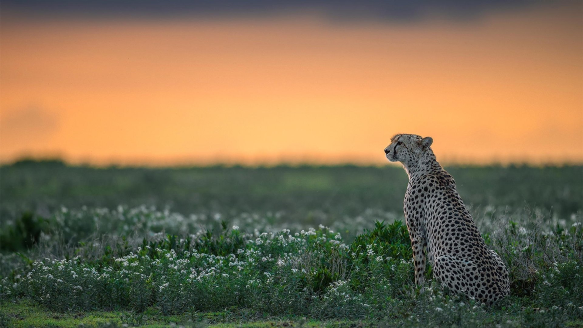 AYX SPORTS-西甲明星对决：精彩突破点燃赛场！，西甲 阵容