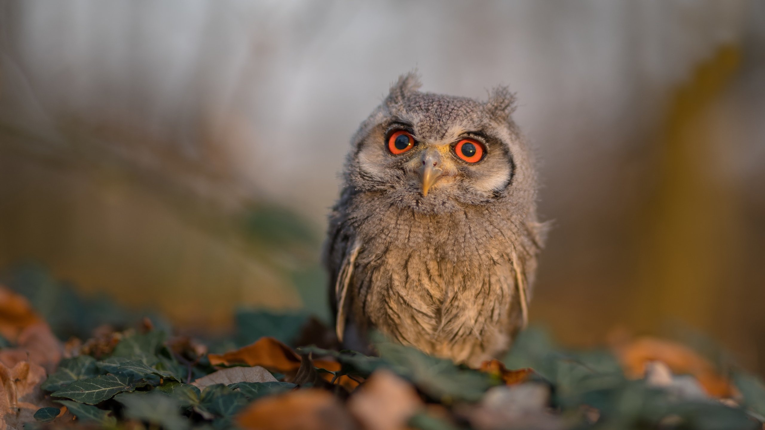 西甲明星对决：精彩突破点燃赛场！，西甲 阵容