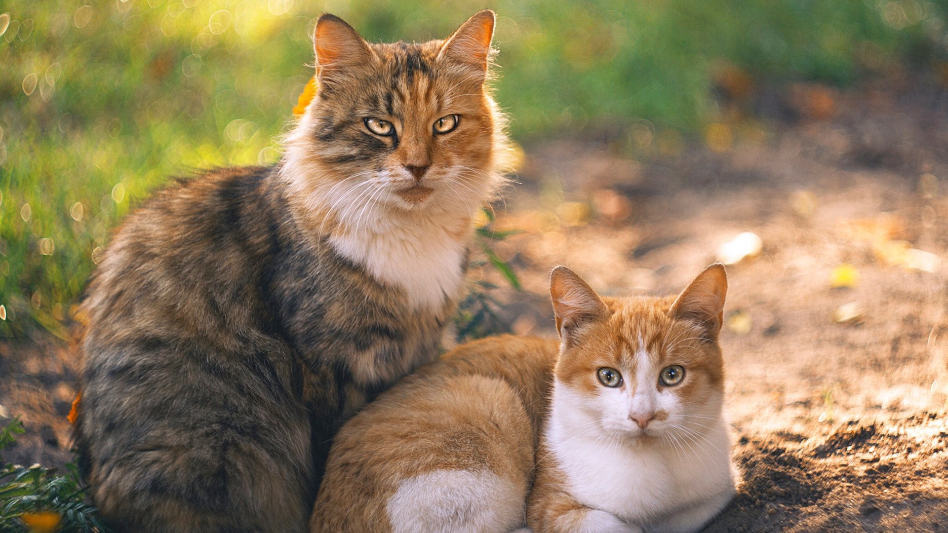 谢佩玲10米跳台决赛夺冠有望，谢佩岐是谁