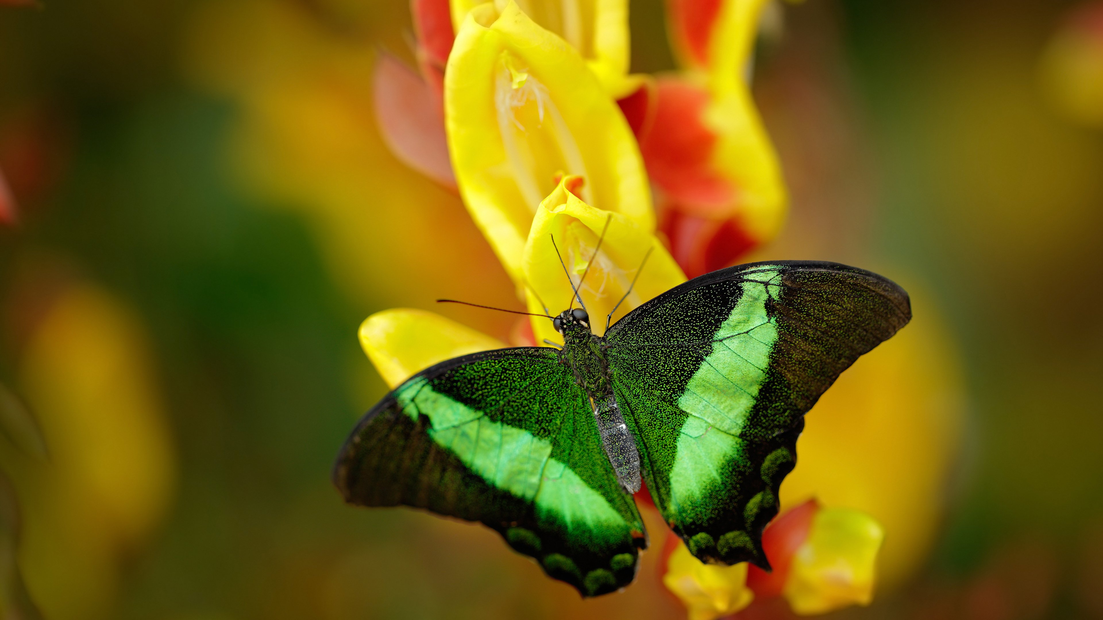 自由泳中距离朝鲜节奏掌控好，自由泳到边