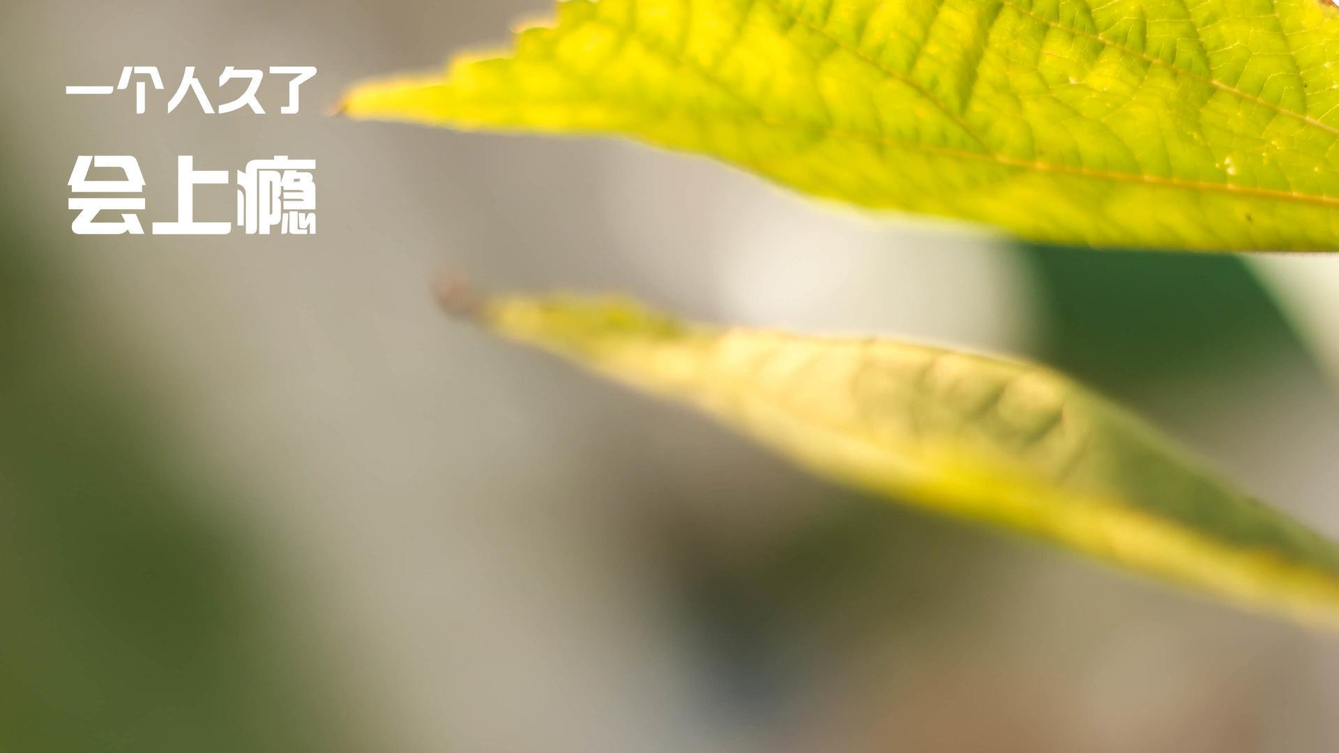 AIYOUXI.COM-苏格兰橄榄球得到政府与体育联盟的大力支持，苏格兰law球员